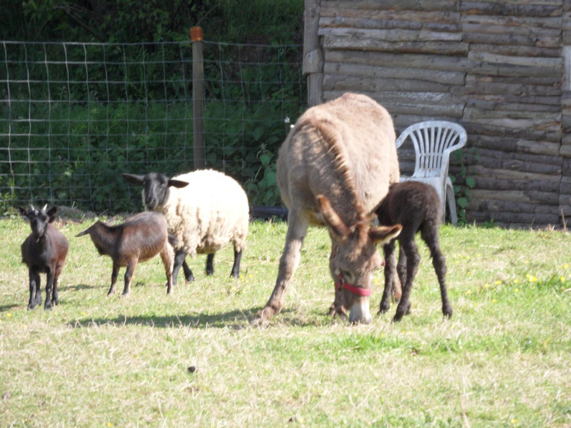 Les Pieds Dans L'Herbe Rosporden Kültér fotó