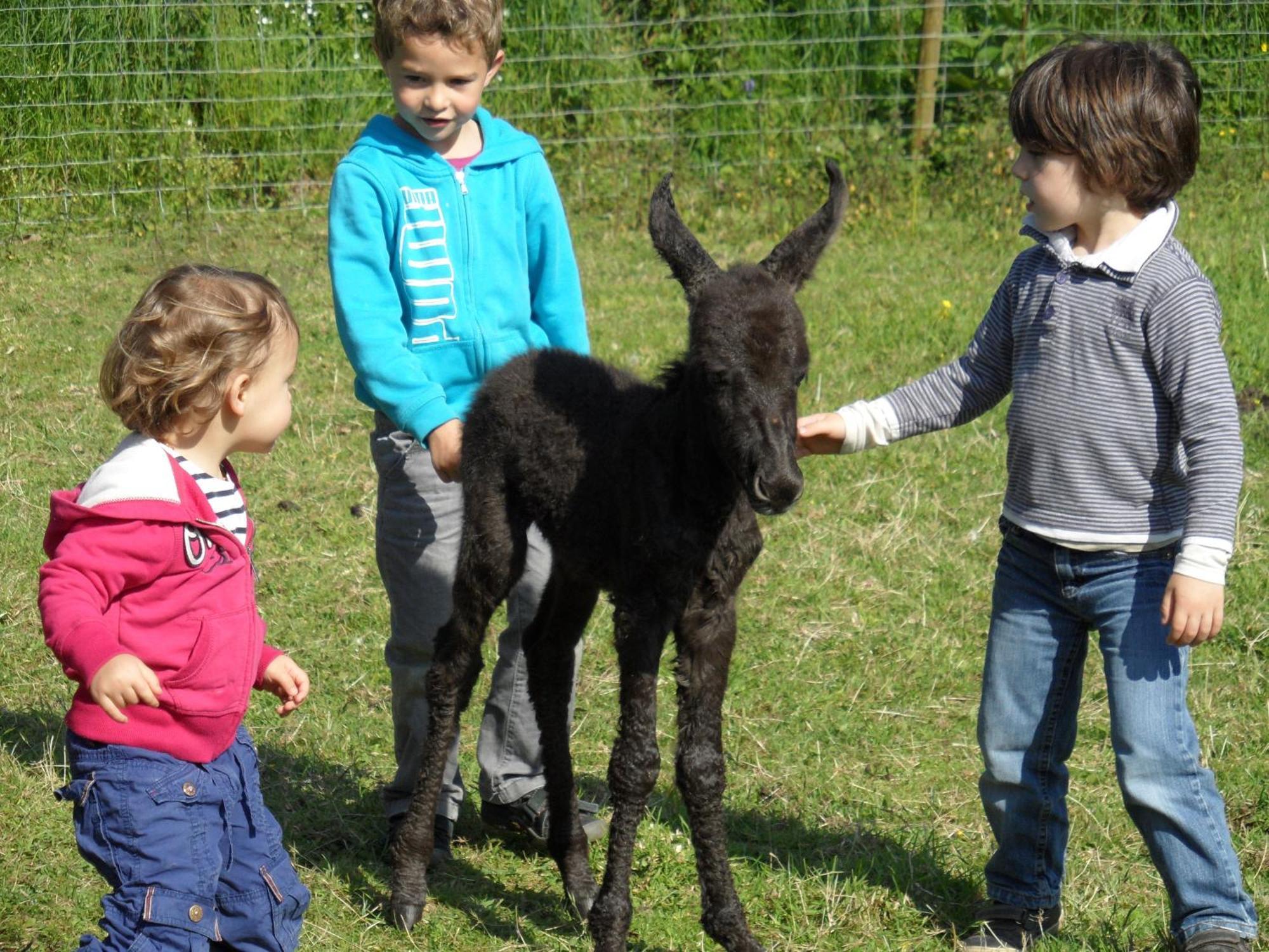 Les Pieds Dans L'Herbe Panzió Rosporden Kültér fotó