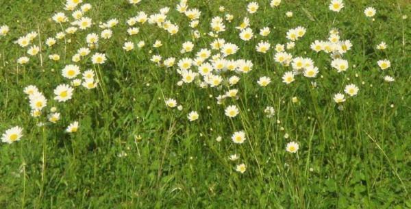 Les Pieds Dans L'Herbe Rosporden Kültér fotó